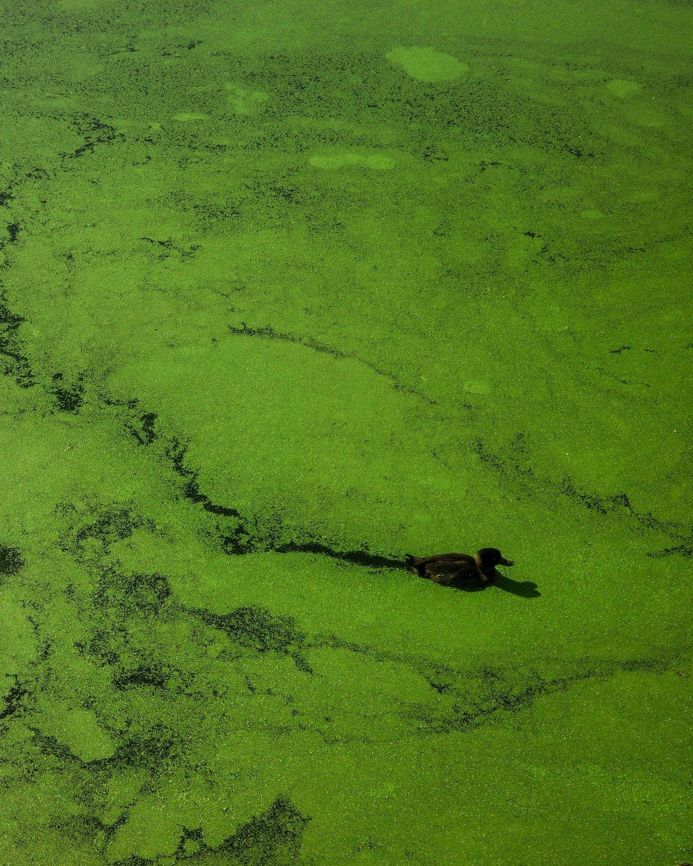 A duck swimming across a pond surface covered in bright green algae