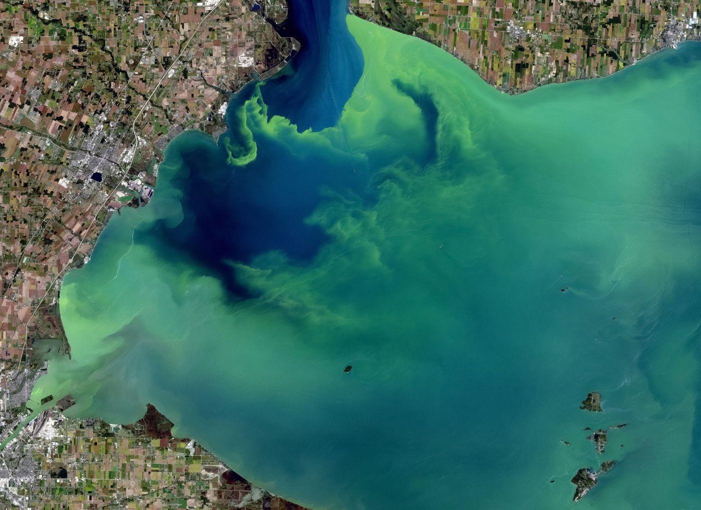 A large green algal bloom swirling across a lake, seen from orbit against surrounding farmland