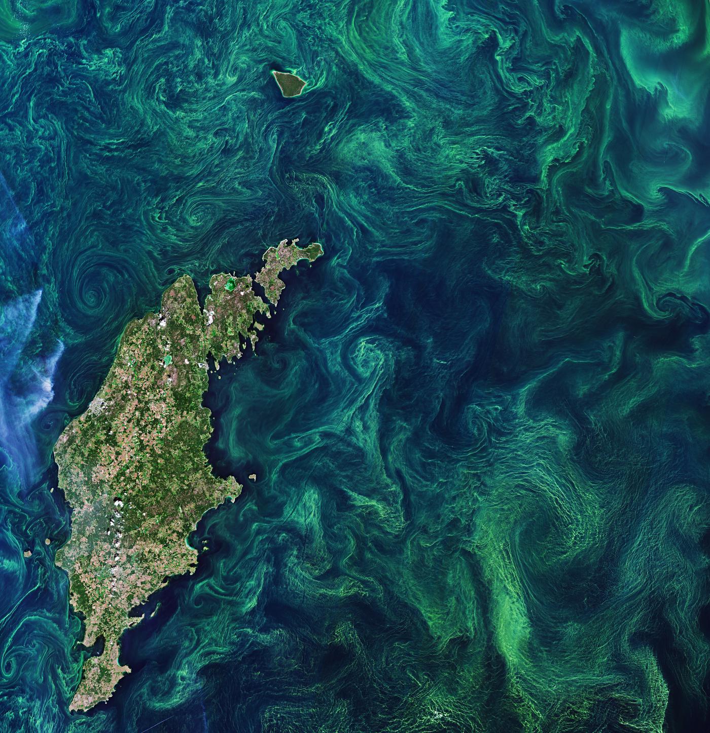 Satellite view of an algal bloom filling a sea basin, green filaments swirling around an island across hundreds of kilometers