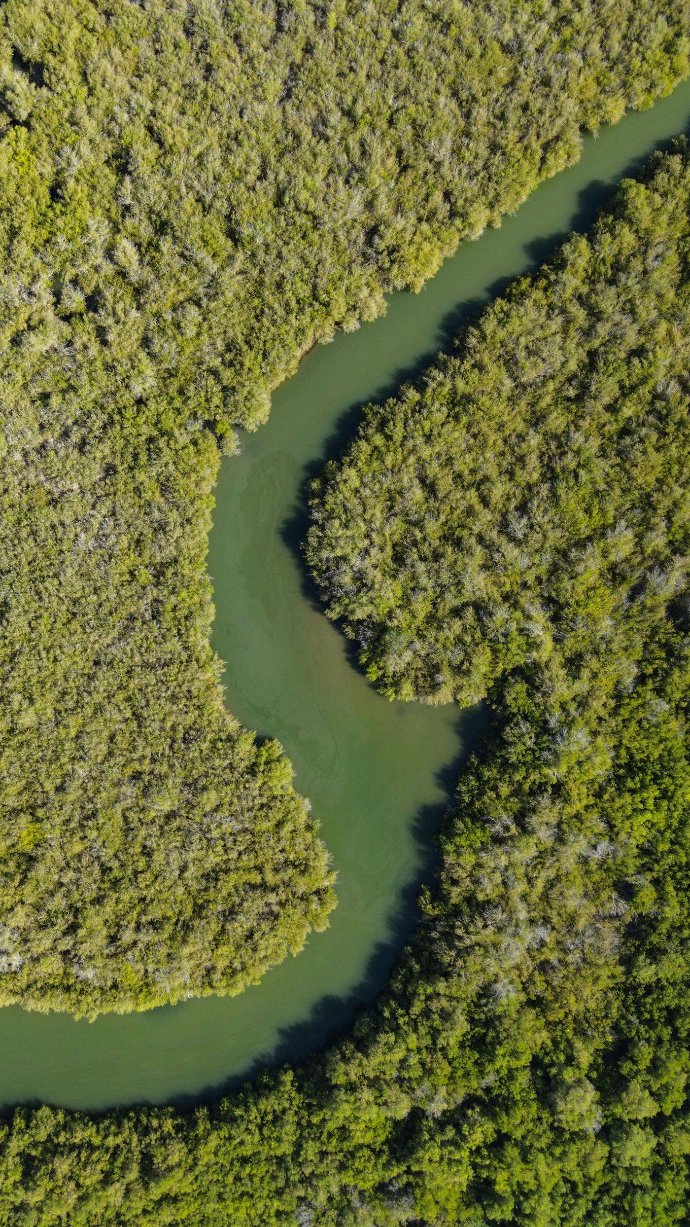 An aerial view of a winding river cutting through dense mangrove forest